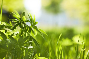 Bahar park taze yeşil çim