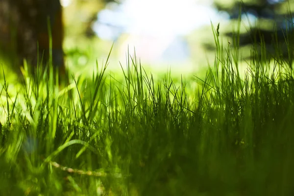 Färskt Grönt Gräs Vår Park — Stockfoto