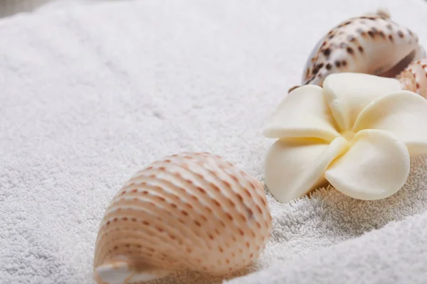 seashells with flower on towel, spa concept