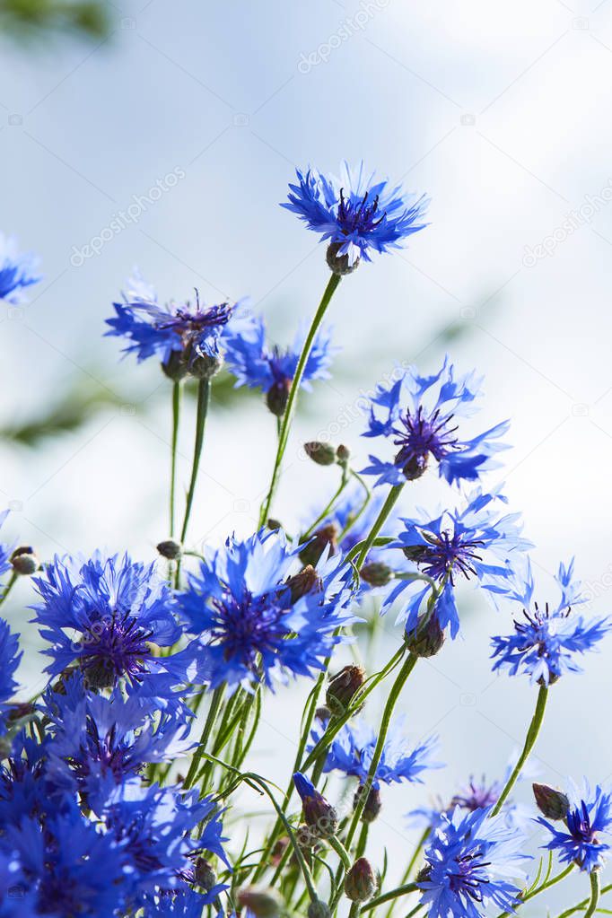 beautiful blue flowers of cornflowers, close-up   