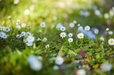 çiçek papatya alan güneşli yaz gün