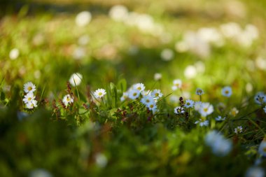 çiçek papatya alan güneşli yaz gün