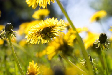 güneşli bir gün, Bahar comcept sahasının karahindiba çiçekler 