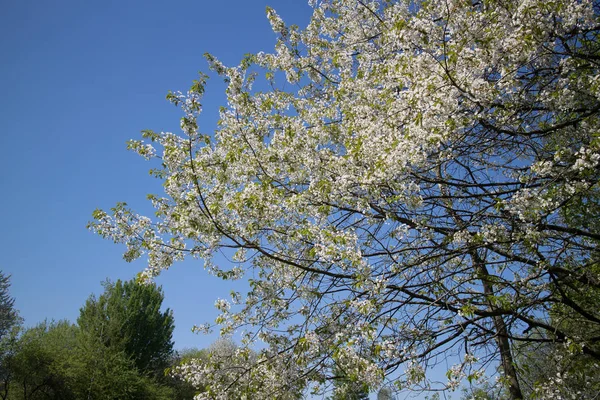 Schöner Frühlingsgarten Sonnigem Tag — Stockfoto