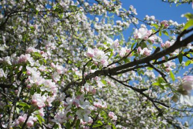güneşli bir gün, güzel bahar bahçe 