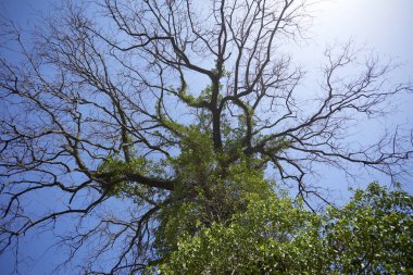 Mavi gökyüzü arka plan bahar kavramı üzerinde büyük ağaç 