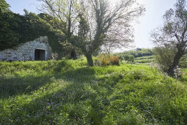 巨大的树附近的老房子在花园在蓝天背景 春天概念 — 图库照片