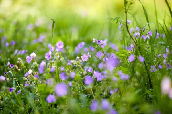 阳光明媚的夏日草甸与美丽的花朵 — 图库照片