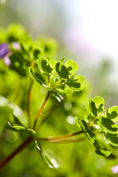 Sommerwiese Mit Schönen Blumen Sonnigen Tag — Stockfoto