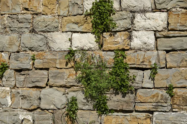 old stone wall with plants, close-up