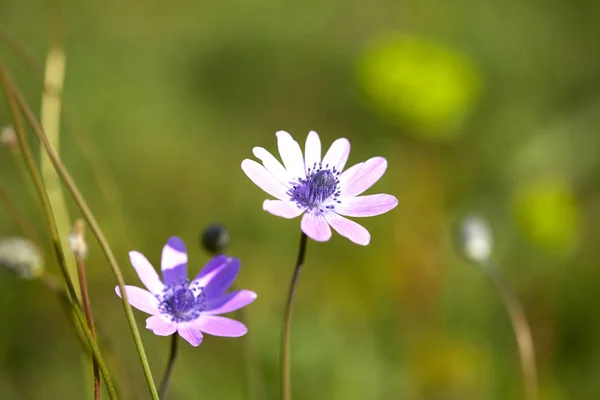 Prairie Été Avec Belles Fleurs Jour Ensoleillé — Photo
