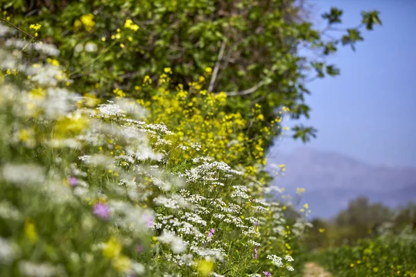 Summer Meadow Beautiful Flowers Sunny Day — Stock Photo, Image