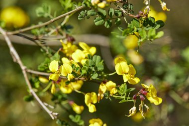 güzel ağaç dalı, güneşli gün, yakın çekim 