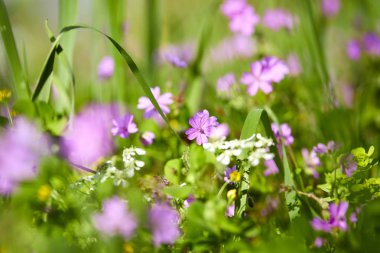 güneşli bir gün, güzel çiçekler ile yaz çayır 