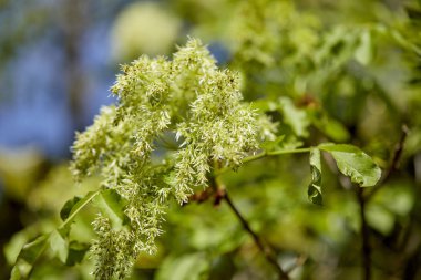 güzel ağaç dalı, güneşli gün, yakın çekim 
