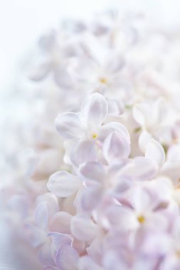 Beyaz güzel Eflatun çiçekler, yakın çekim