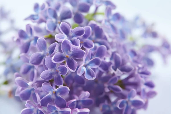 Purple Nice Lilac Flowers Close — Stock Photo, Image