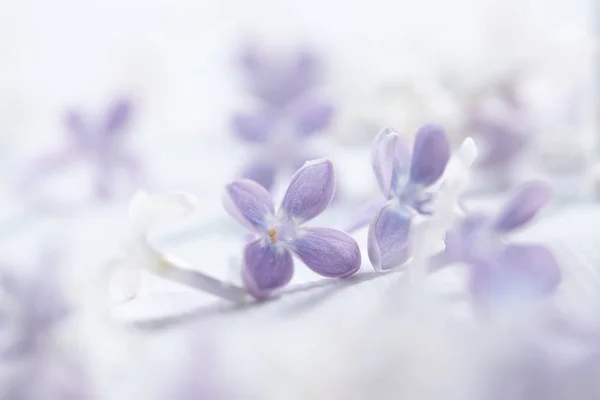 Flores Lilás Agradável Roxo Branco Close — Fotografia de Stock