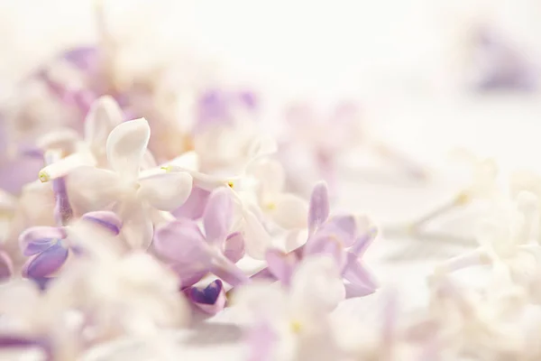 Фіолетові Білі Красиві Бузкові Квіти Крупним Планом — стокове фото