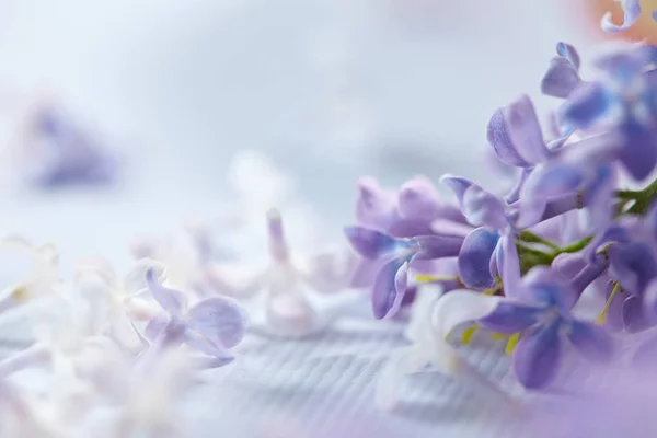 Purple White Nice Lilac Flowers Close — Stock Photo, Image