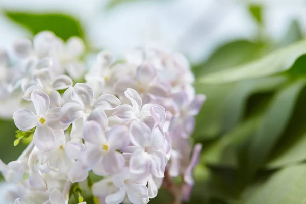 Biały Ładne Kwiaty Bzu Zbliżenie — Zdjęcie stockowe