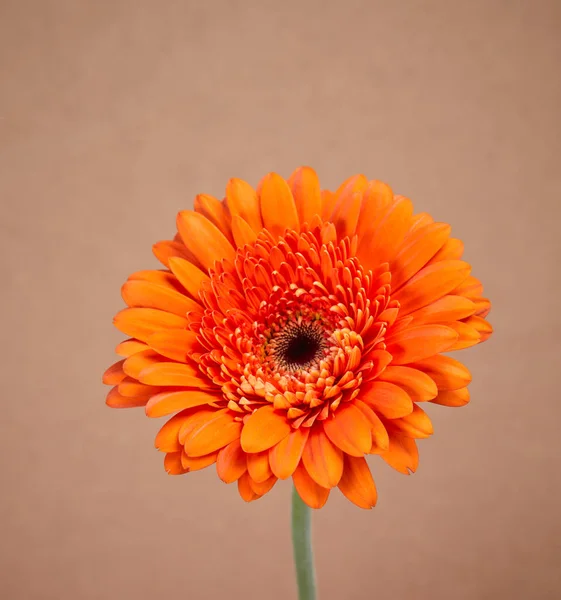 Fleur Gerber Orange Sur Fond Clair Gros Plan — Photo