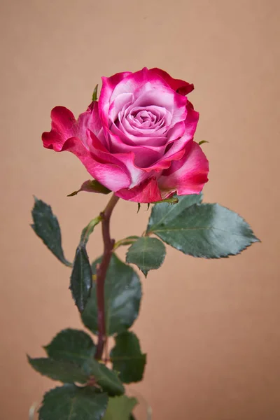 Ładny Różowy Róża Jasnym Tle Zbliżenie — Zdjęcie stockowe
