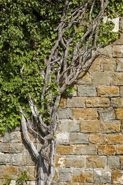 Viejo Muro Piedra Con Plantas Primer Plano —  Fotos de Stock