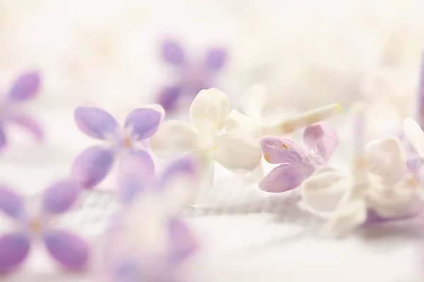 Fialové Bílé Pěkné Lila Květy Detail — Stock fotografie