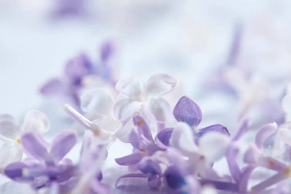 Púrpura Blanco Bonitas Flores Lila Primer Plano — Foto de Stock
