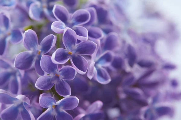 Purple nice lilac flowers, close-up — Stock Image Purple Nice Lilac Flowers Close Royalty Free Stock Images