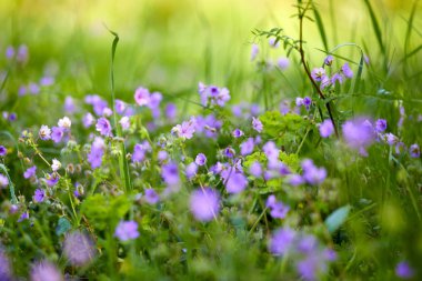 güneşli bir gün, güzel çiçekler ile yaz çayır 