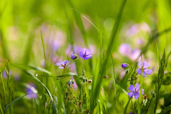 Sommaräng Med Vackra Blommor Solig Dag — Stockfoto