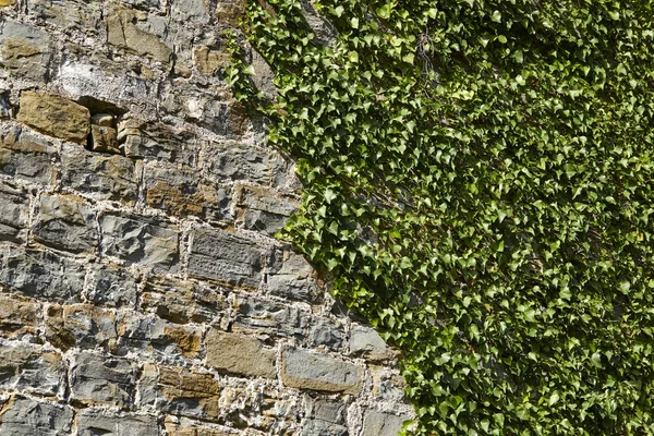 Old Stone Wall Plants Close — Stock Photo, Image