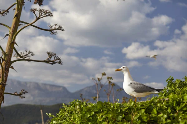 Gaivota Agradável Sentado Arbusto Fundo Céu — Fotografia de Stock