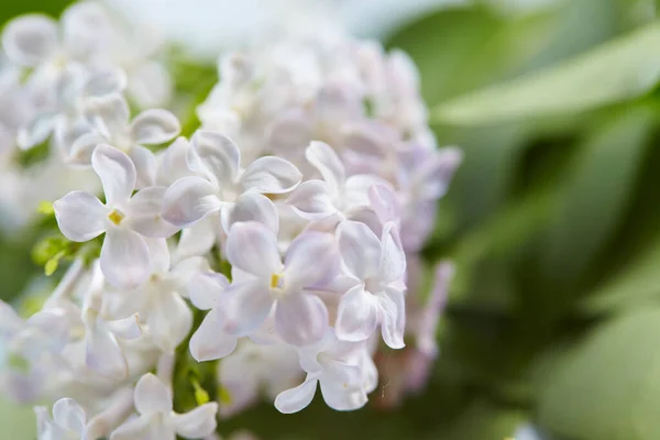 Vita Fina Lila Blommor Närbild — Stockfoto