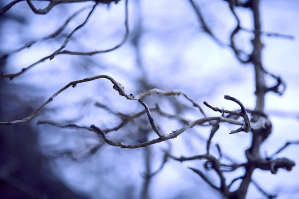 Větve Rostlin Rozmazaném Přírodním Pozadí Zimní Koncepce — Stock fotografie