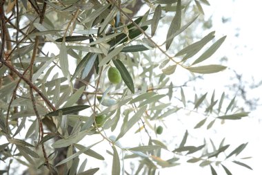 Yapraklı ve meyveli zeytin ağaçları