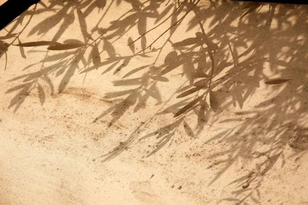 Ελαιόδεντρο Αφήνει Σκιές Καφέ Φόντο — Φωτογραφία Αρχείου