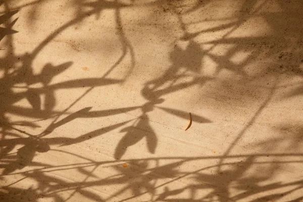 olive tree leaves shadows on brown background