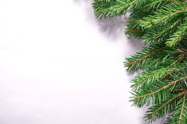 Beyaz arka planda izole edilmiş köknar dalları olan Noel kartı, yakın görüş