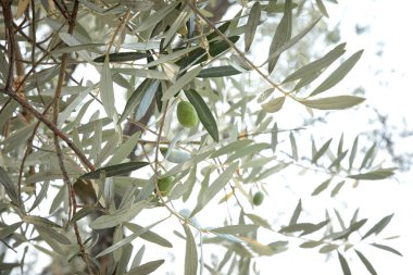 Yapraklı ve meyveli zeytin ağaçları