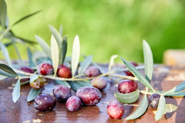 Aceitunas Violetas Maduras Con Hojas Sobre Fondo Madera — Foto de Stock