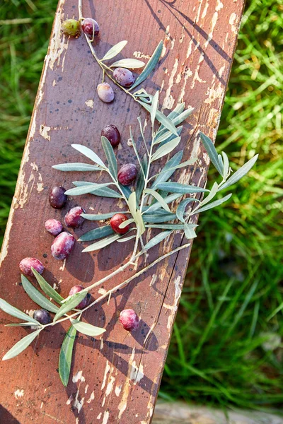 Azeitonas Violetas Maduras Com Folhas Sobre Fundo Madeira — Fotografia de Stock