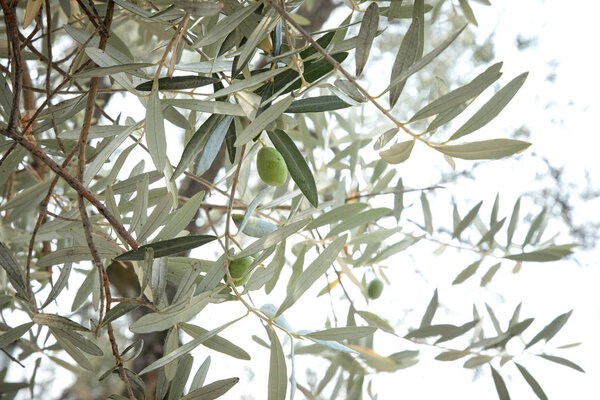 Ветви маслины с листьями и фруктами

