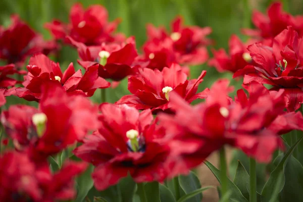 Όμορφες Κόκκινες Τουλίπες Στον Κήπο Την Ηλιόλουστη Μέρα — Φωτογραφία Αρχείου