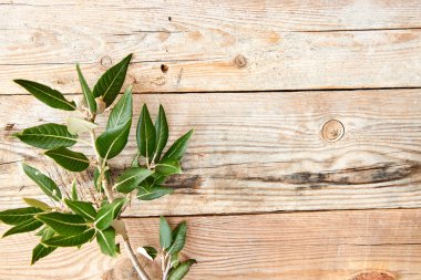 Ahşap arkaplanda meşe yaprakları, yakın görüş