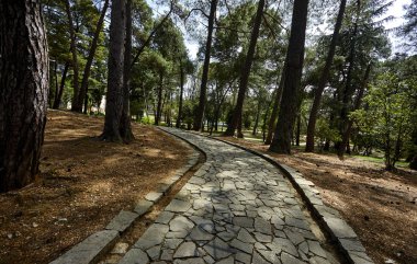Güneşli bir günde ormandaki yaz yolu manzarası