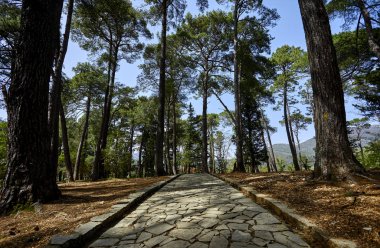 Güneşli bir günde ormandaki yaz yolu manzarası