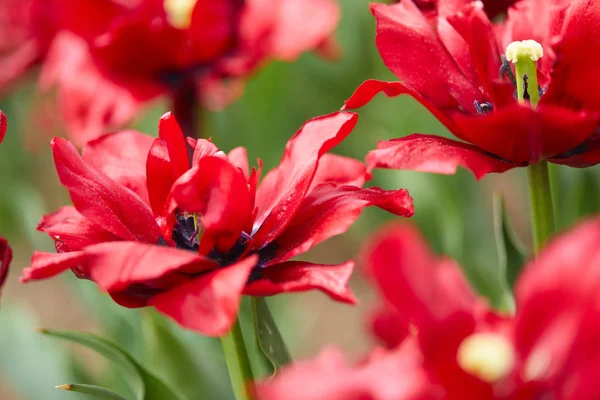 Gyönyörű Piros Tulipán Kertben Napsütéses Napon — Stock Fotó